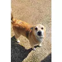 Foto dell\'animale cane - Matr. 2025/0379 - Microchip 380260044980931