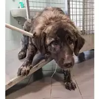 cane - Matr. 2025/0385 - Microchip 380260044980819