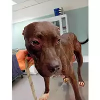 Foto dell\'animale cane - Matr. 2025/0394 - Microchip 380260044980944