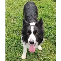 Foto dell\'animale cane - Matr. 2024/1804 - Microchip 380260170343543