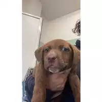 Foto dell\'animale cane - Matr. 2025/0398 - Microchip 380260170343031