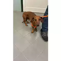 Foto dell\'animale cane - Matr. 2025/0397 - Microchip 380260004128783