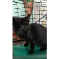 Foto dell\'animale gatto - Matr. 2021/0910 - Microchip 380260044281059