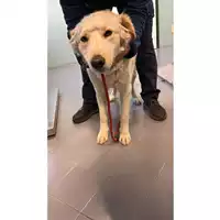 Foto dell\'animale cane - Matr. 2025/0401 - Microchip 380260044980799