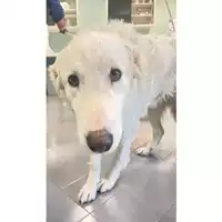 Foto dell\'animale cane - Matr. 2025/0400 - Microchip 380260044980615