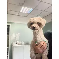 Foto dell\'animale cane - Matr. 2025/0404 - Microchip 380260044981365