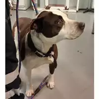 Foto dell\'animale cane - Matr. 2025/0408 - Microchip 380260244980588