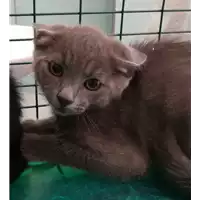 Foto dell\'animale gatto - Matr. 2021/0911 - Microchip 380260044280817
