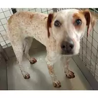 Foto dell\'animale cane - Matr. 2025/0409 - Microchip 380260044981438