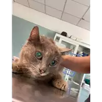 Foto dell\'animale gatto - Matr. 2021/0909 - Microchip 380260044476517