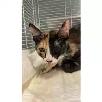 Foto dell\'animale gatto - Matr. 2025/0418 - Microchip 380260044981113
