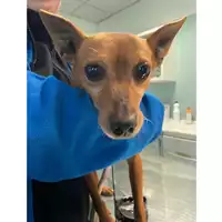 Foto dell\'animale cane - Matr. 2025/0420 - Microchip 380260044981060