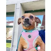 Foto dell\'animale cane - Matr. 2025/0421 - Microchip 380260044980707