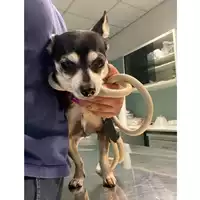 Foto dell\'animale cane - Matr. 2025/0424 - Microchip 380260004315167