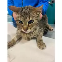 Foto dell\'animale gatto - Matr. 2025/0428 - Microchip 380260044980894