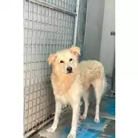 Foto dell\'animale cane - Matr. 2025/0425 - Microchip 380260044979576