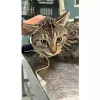 Foto dell\'animale gatto - Matr. 2025/0427 - Microchip 380260044980855