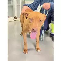 Foto dell\'animale cane - Matr. 2025/0429 - Microchip 380260044980996