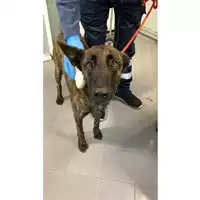 Foto dell\'animale cane - Matr. 2025/0433 - Microchip 380260044981489