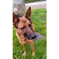 Foto dell\'animale cane - Matr. 2025/0435 - Microchip 380260044981229