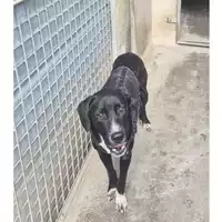 Foto dell\'animale cane - Matr. 2025/0436 - Microchip 380260044981372