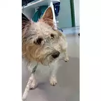 Foto dell\'animale cane - Matr. 2025/0437 - Microchip 380260101692670
