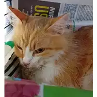 Foto dell\'animale gatto - Matr. 2025/0438 - Microchip 380260044981049