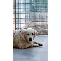 Foto dell\'animale cane - Matr. 2025/0441 - Microchip 380260044998046