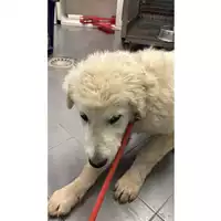 Foto dell\'animale cane - Matr. 2025/0440 - Microchip 380260044998321