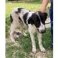 Foto dell\'animale cane - Matr. 2021/0914 - Microchip 380260044476538