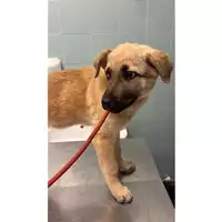 Foto dell\'animale cane - Matr. 2025/0444 - Microchip 380260044997577