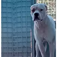 Foto dell\'animale cane - Matr. 2025/0445 - Microchip 380260170352843