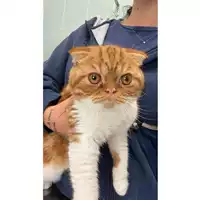 Foto dell\'animale gatto - Matr. 2025/0446 - Microchip 900263002295244