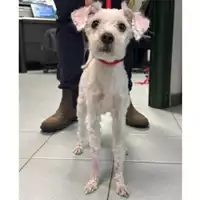 Foto dell\'animale cane - Matr. 2025/0365 - Microchip 380260044981161