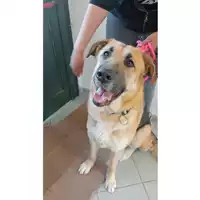 Foto dell\'animale cane - Matr. 2025/0448 - Microchip 380260004883245