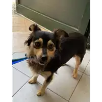 Foto dell\'animale cane - Matr. 2021/0915 - Microchip 380260044476482