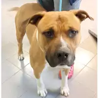 Foto dell\'animale cane - Matr. 2022/0064 - Microchip 380260160034196