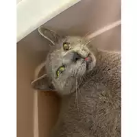 Foto dell\'animale gatto - Matr. 2025/0454 - Microchip 380260044981281
