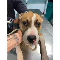 Foto dell\'animale cane - Matr. 2025/0455 - Microchip 380260044981308