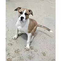 Foto dell\'animale cane - Matr. 2025/0455 - Microchip 380260044981308