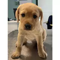 Foto dell\'animale cane - Matr. 2025/0458 - Microchip 380260044981026