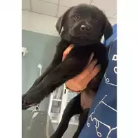 cane - Matr. 2025/0459 - Microchip 380260044981368