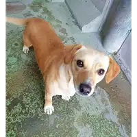 Foto dell\'animale cane - Matr. 2021/0916 - Microchip 380260044449159
