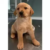 Foto dell\'animale cane - Matr. 2025/0461 - Microchip 380260044980869