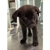 Foto dell\'animale cane - Matr. 2025/0462 - Microchip 380260044981177