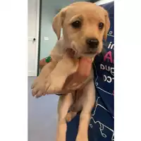 Foto dell\'animale cane - Matr. 2025/0463 - Microchip 380260044980670