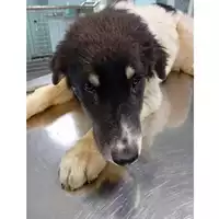 Foto dell\'animale cane - Matr. 2025/0464 - Microchip 380260044980913