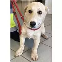 Foto dell\'animale cane - Matr. 2025/0465 - Microchip 380260044981523