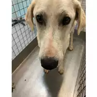Foto dell\'animale cane - Matr. 2025/0467 - Microchip 380260044981192