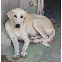 Foto dell\'animale cane - Matr. 2025/0467 - Microchip 380260044981192
